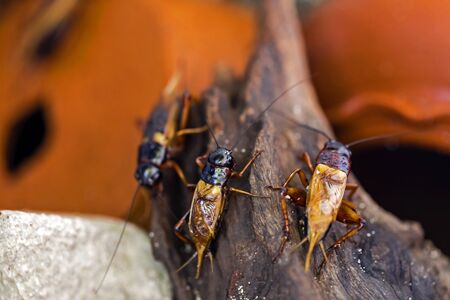 Closeup of cricket in the hiding placeの写真素材