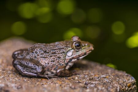 Frogs wait to catch insects to eat as food.の写真素材