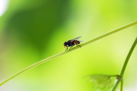 It is a detail fly under the sunlight