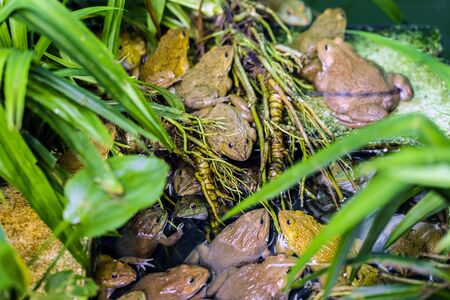 Frogs wait to catch insects to eat as food.の写真素材