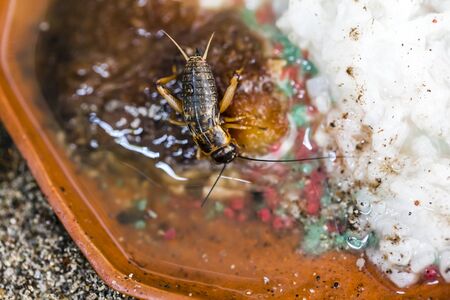 Closeup of cricket in the hiding place