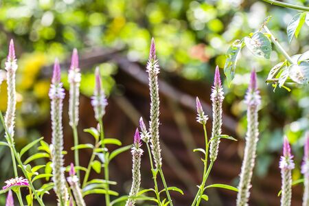 Colorful of plumed cockscomb flower or Celosia argenteaの写真素材