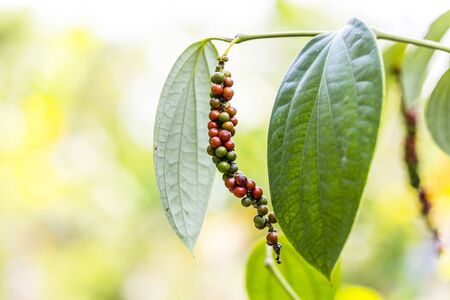 Fresh Piper nigrum on its tree. It's ready for food ingredient and make herb.
