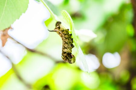 Caterpillar Swallowtail with green backgroundの写真素材