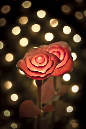 Flower lanterns on the field at nightの写真素材