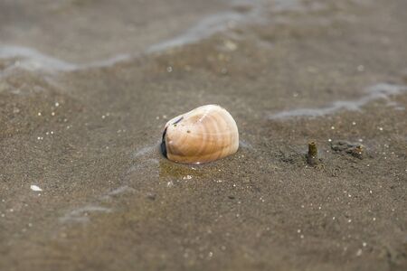 Seashell collection on sands