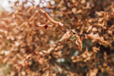 Brown fallen leaves laying on the ground