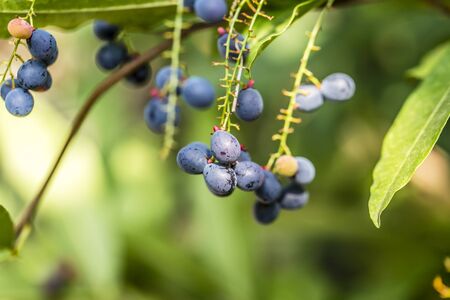 Dry fruit of Luna Nut or Chammaliangon on branch in sunny day at the garden