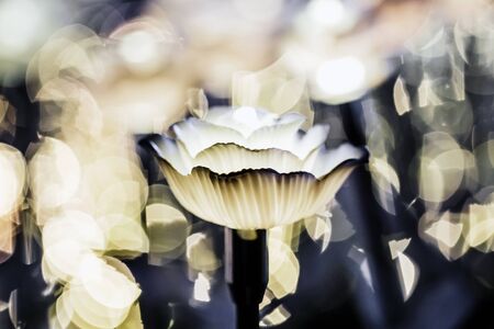 Flower lanterns on the field at nightの写真素材