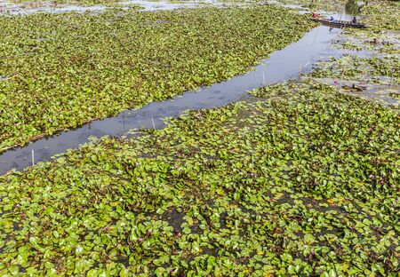 Lotus grows in the lake
