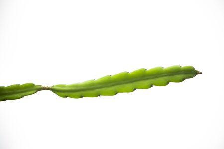 The dragon fruit tree branch is an succulent plant, able to cling to other trees for living.