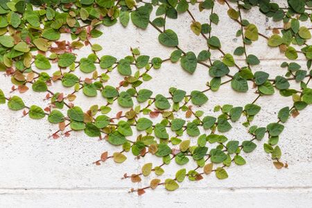 The pattern of the leaves under the sun's light reflects the beautiful nature.