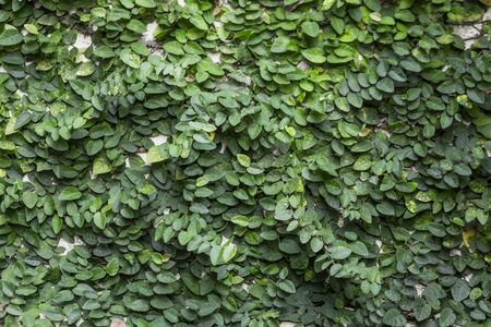 The pattern of the leaves under the sun's light reflects the beautiful nature.