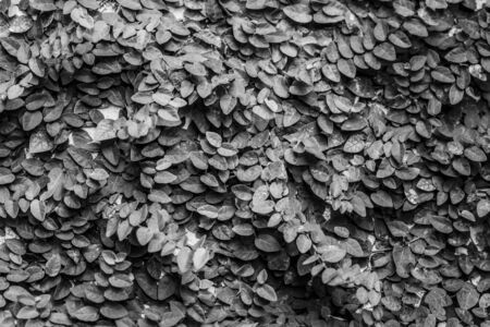 The pattern of the leaves under the sun's light reflects the beautiful nature.の写真素材
