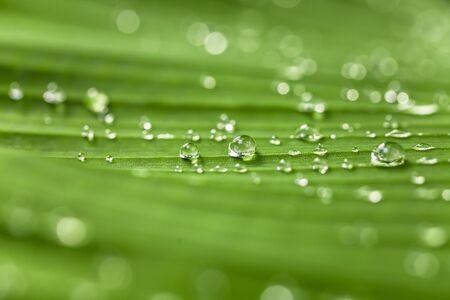 The water droplets on the leaves during the rainy season of the rainforest are the source of the ecosystem.の写真素材