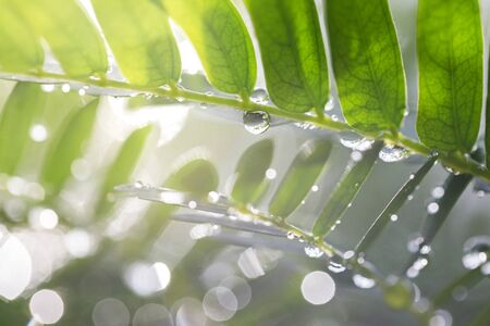 The water droplets on the leaves during the rainy season of the rainforest are the source of the...
