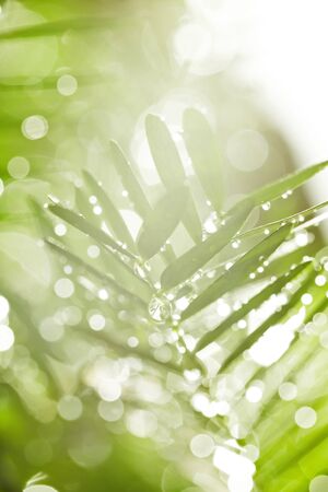 The water droplets on the leaves during the rainy season of the rainforest are the source of the...