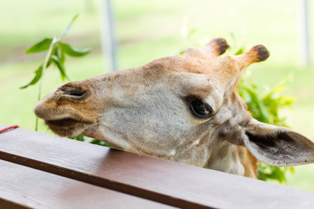 Close up shot of giraffe headの写真素材