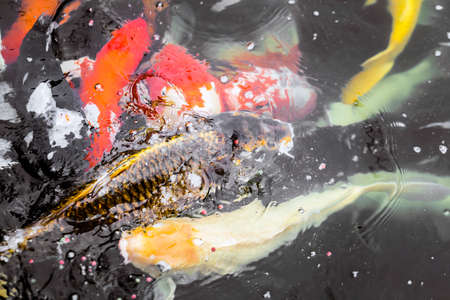 Colorful fancy carp fish, koi fishの写真素材