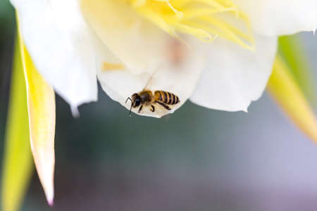 Bees flying around flowers to find nectar