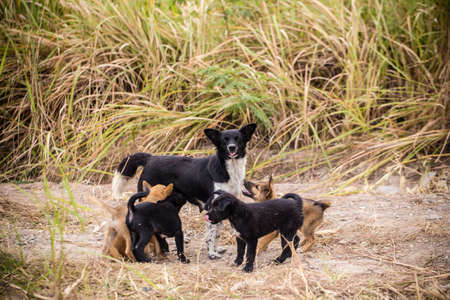 A mother dog is playing with a puppy