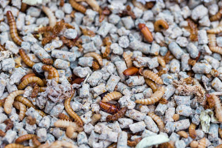 Culture of bird worms from larvae to reproductive agesの写真素材
