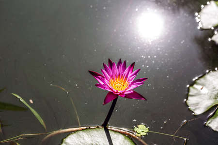 water lily lotus in natureの写真素材