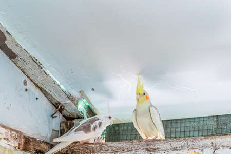 Portrait of Cockatiel close-up (Nymphicus hollandicus)の写真素材