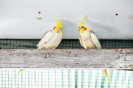 Portrait of Cockatiel close-up (Nymphicus hollandicus)の写真素材