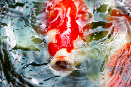 Colorful fancy carp fish, koi fish In the pondの写真素材