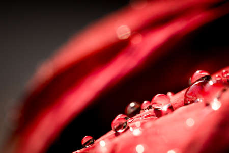 The water droplets on the leaves during the rainy season of the rain forestの写真素材