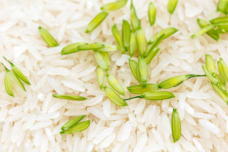 Jasmine rice grown in Thailandの写真素材