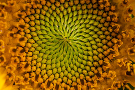 Close-up of a sunflower. Sunflower blooming.の写真素材