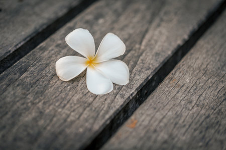 White frangipani flower on a wooden floor, Thailand.の写真素材