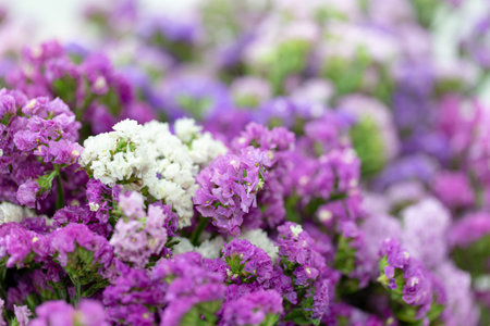 Beautiful purple and white statice flowers close-up background.の写真素材