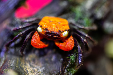 A type of mountain crab is known as a vampire crabの写真素材