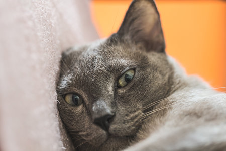 Close-up portrait of a gray cat lying on the bed.