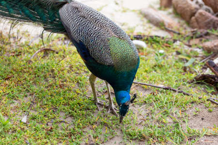 Peacocks feed on natural food.の写真素材