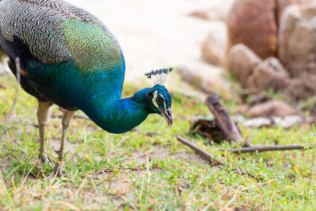 Peacocks feed on natural food.の写真素材
