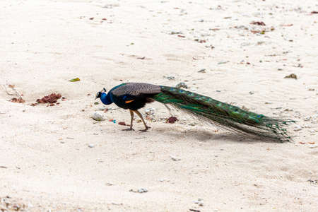 Peacocks feed on natural food.の写真素材