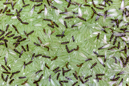 Close-up of small black ants crawling on the leaves of rice