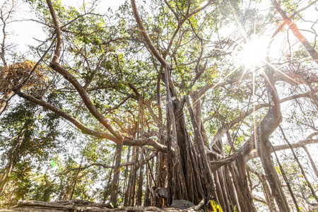 Big banyan tree in the forest. Nature background. High quality photoの写真素材