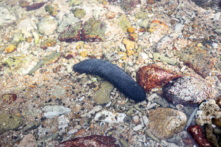 Black sea cucumber along coral reefsの写真素材