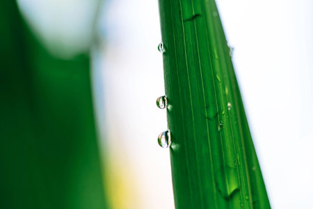 Water drops on a green leaf. Raindrop on a blade of grass.