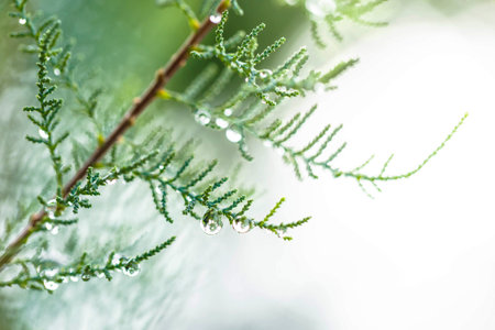 Water droplets on the branches of a coniferous tree.