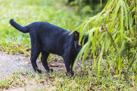 A black cat walking on the green grass in the park. Selective focus.の写真素材