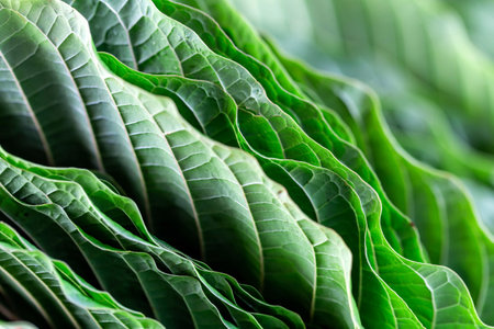 Close up of green leaf texture background with copy space for text.の写真素材