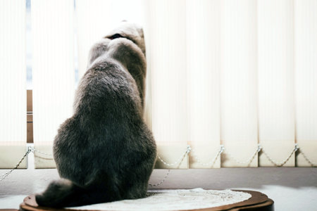 A gray Scottish fold cat sits on a wooden table and looks out the window.の写真素材