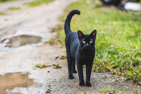 A black cat with yellow eyes walks on the street in the village.の写真素材