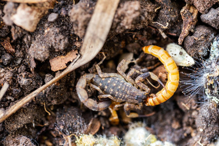 Close-up of a scorpion (Scorpionidae) on the ground.の写真素材
